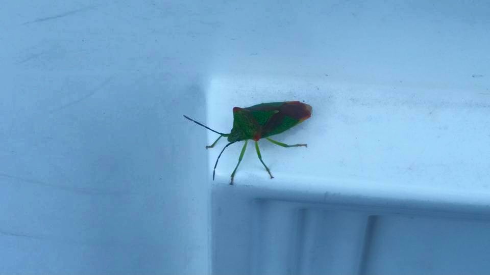Why do we call them bugs?